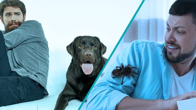 Frica de Animale-Insecte